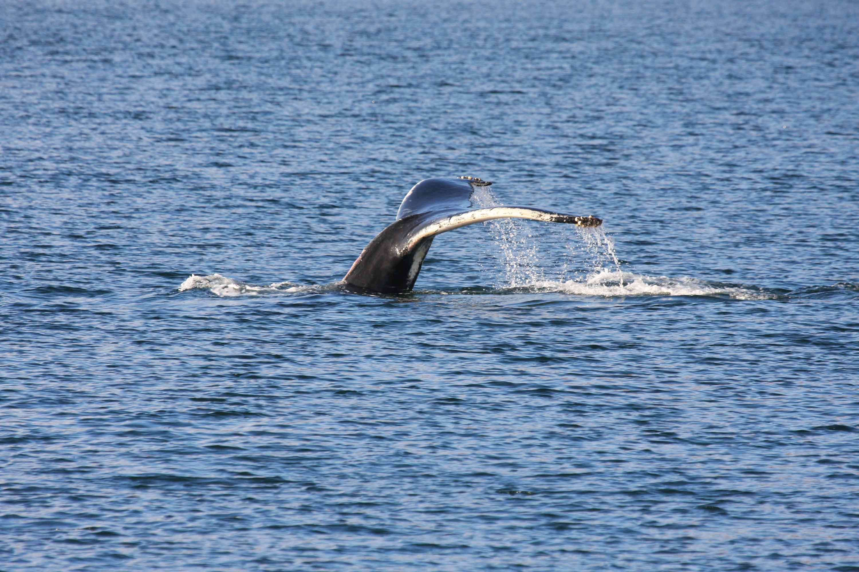 See Whales Dolphins Puffins and more on a boat tour with Stardust Boat Trips