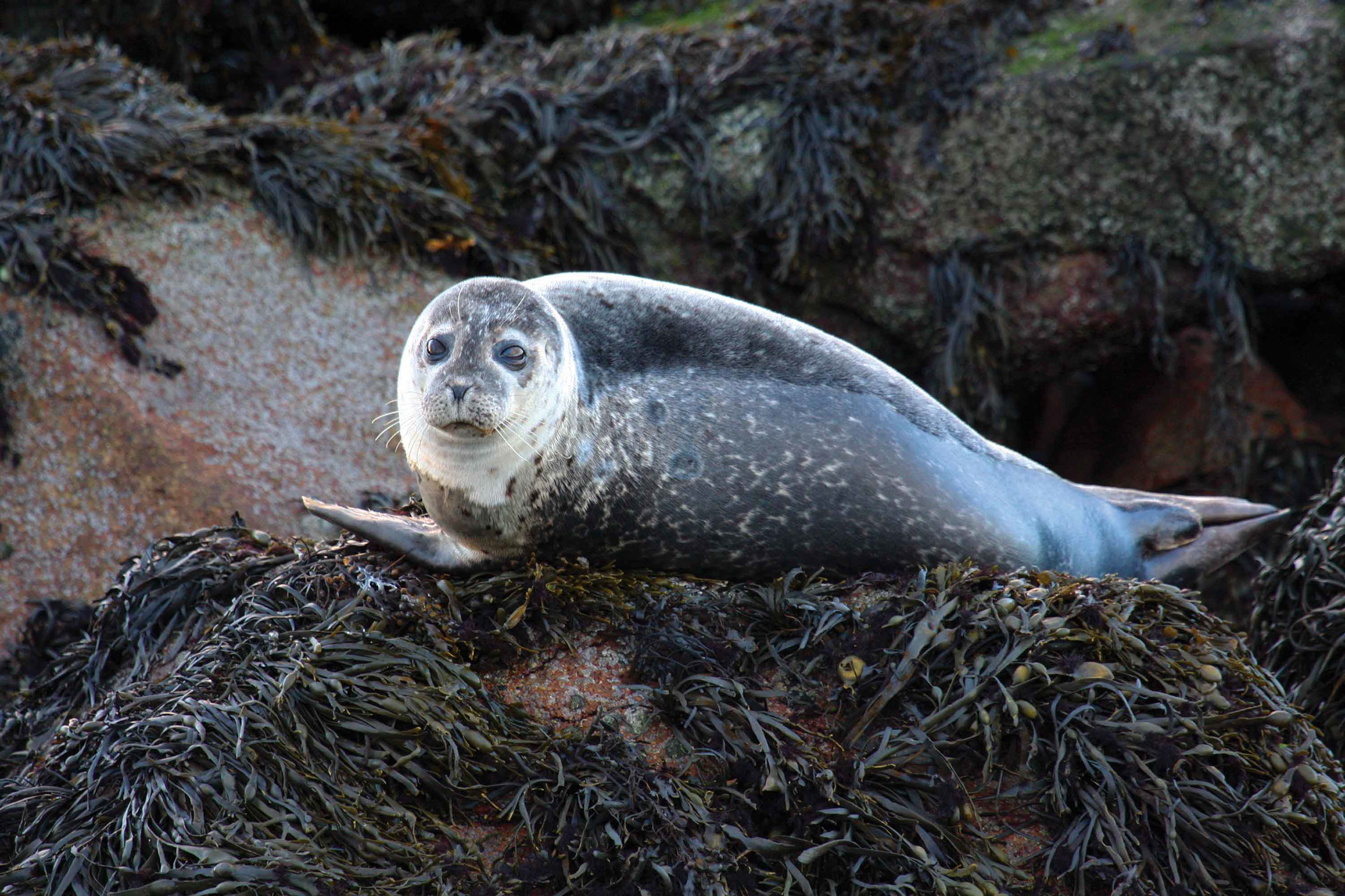 See Seals on a Boat Tour with Stardust Boat Trips from Portree on the Isle of Skye