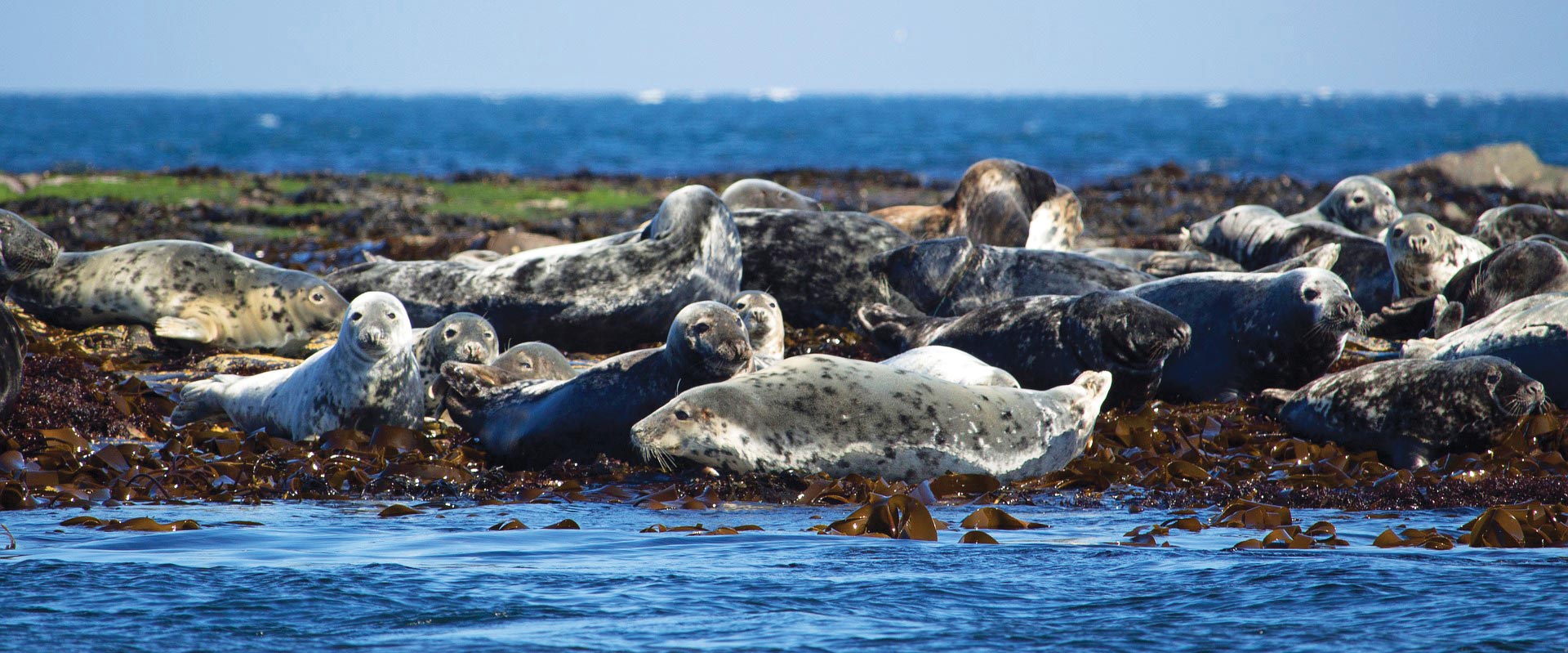 Isle of Skye Boat Tours with Stardust Boat Trips see Seals and other Wildlife